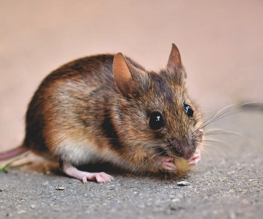 Mice pest control, St. Albert; mice pest looking for nest step to climb