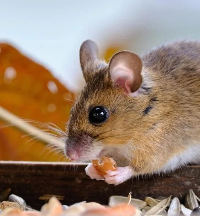 A Mouse trapped inside a glass box 