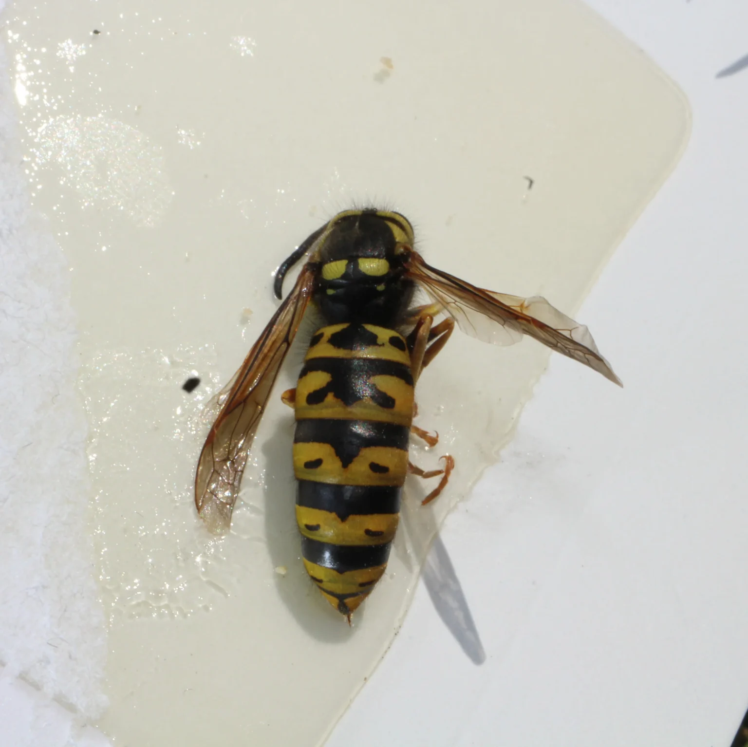 western yellow jackt also known as ground yellow jacket